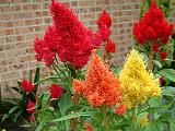 Celosia Cockscomb mixed_2